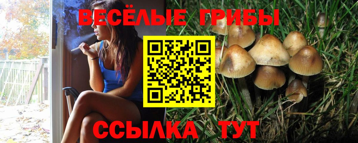 Псилоцибиновые грибы Cubensis Пыть-Ях